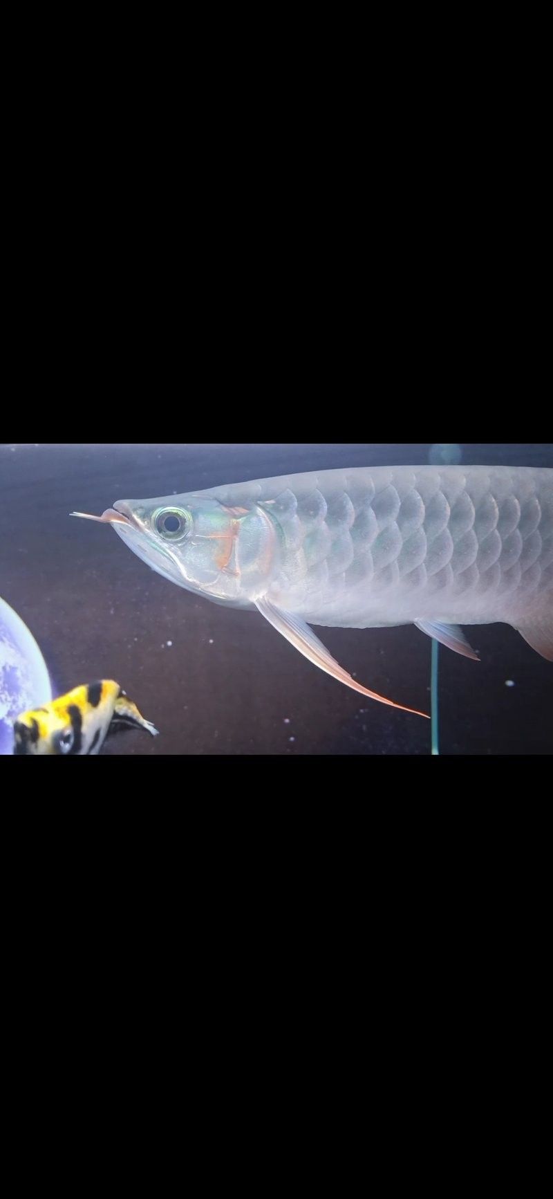 龍魚鰭條恢復(fù)期間需要停食嗎？ 龍魚鰭條恢復(fù)期間需要停食嗎？ 龍魚百科 第2張