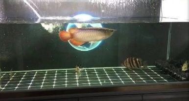 龍魚鰭條恢復(fù)期間需要停食嗎？ 龍魚鰭條恢復(fù)期間需要停食嗎？ 龍魚百科 第3張