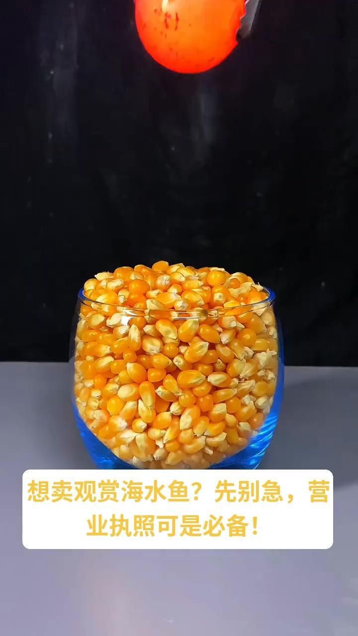 賣觀賞魚 賣觀賞魚 龍魚百科 第2張