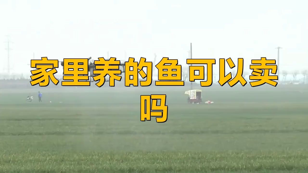 賣觀賞魚 賣觀賞魚 龍魚百科 第3張