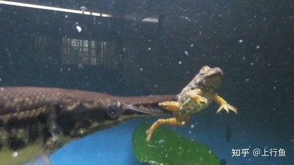 白化鱷雀鱔能和金龍魚(yú)混養(yǎng)嗎：白化鱷雀鱔和金龍魚(yú)可以混養(yǎng)但需要注意水質(zhì)、光照和魚(yú)的體型差異