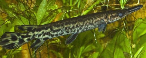 白化鱷雀鱔能和金龍魚(yú)混養(yǎng)嗎：白化鱷雀鱔和金龍魚(yú)可以混養(yǎng)但需要注意水質(zhì)、光照和魚(yú)的體型差異