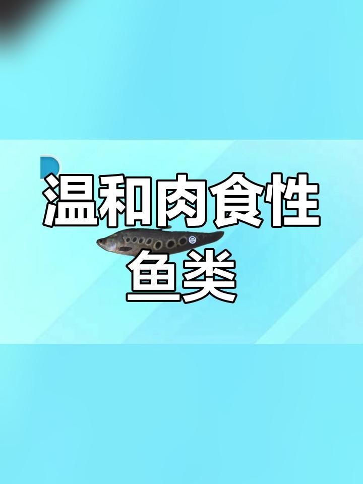 鎧甲弓背魚(yú)