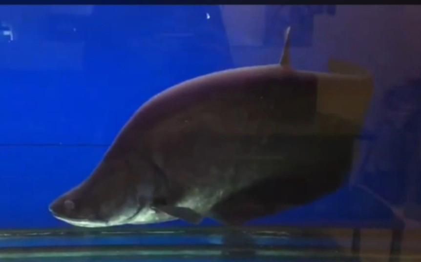 鎧甲弓背魚
