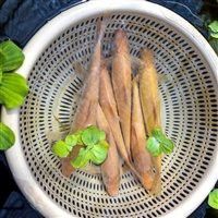 哪里可以購買到紅眼白子招財龍？