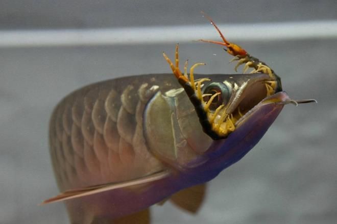 龍魚最長時間可以多長時間不吃食：成年龍魚不吃食的最長時間及其相關因素的詳細信息