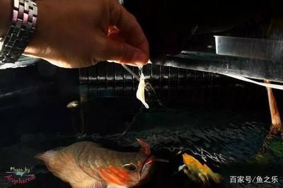 凍魚怎么喂龍魚好：凍魚怎么喂龍魚 凍魚怎么喂龍魚好：凍魚怎么喂龍魚 龍魚百科 第1張