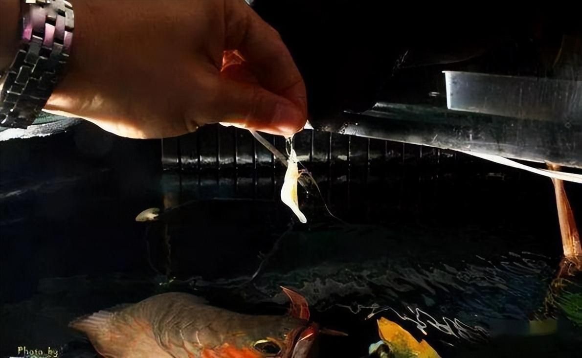 凍魚怎么喂龍魚好：凍魚怎么喂龍魚 凍魚怎么喂龍魚好：凍魚怎么喂龍魚 龍魚百科 第2張