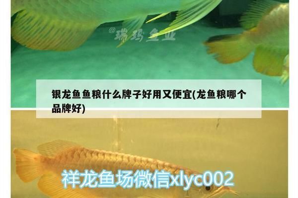 龍魚魚糧什么牌子好用又實(shí)惠又便宜：龍魚魚糧品牌排行榜