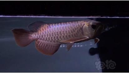 藍底龍魚要用什么顏色燈光好看點：藍底金龍魚可以選擇超光燈或藍燈或藍燈來照射，體色更鮮艷
