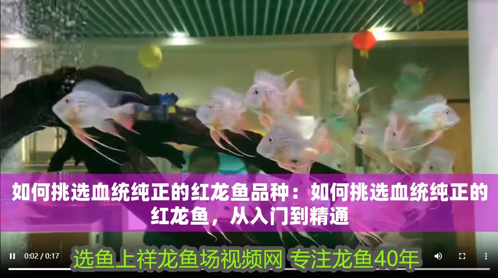 如何挑選血統純正的紅龍魚品種：如何挑選血統純正的紅龍魚，從入門到精通