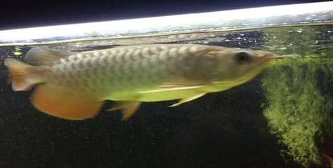 金龍魚要單獨養嗎：金龍魚單獨養殖金龍魚需要考慮氧氣供應的問題是什么