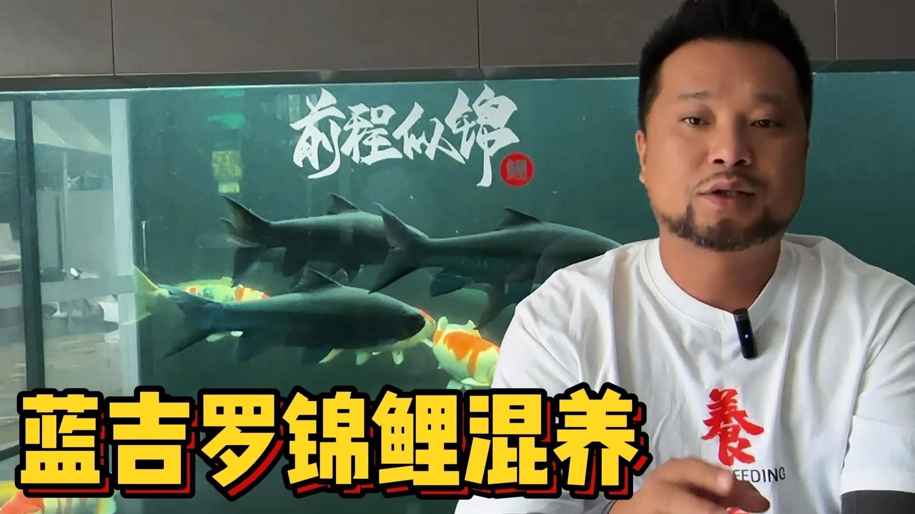 藍吉羅可以和什么魚混養(yǎng)