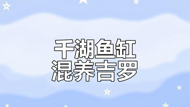 藍吉羅可以和什么魚混養(yǎng)