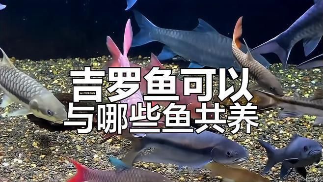 藍吉羅可以和什么魚混養(yǎng)