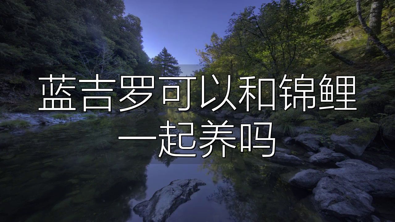 藍吉羅可以和什么魚混養(yǎng)