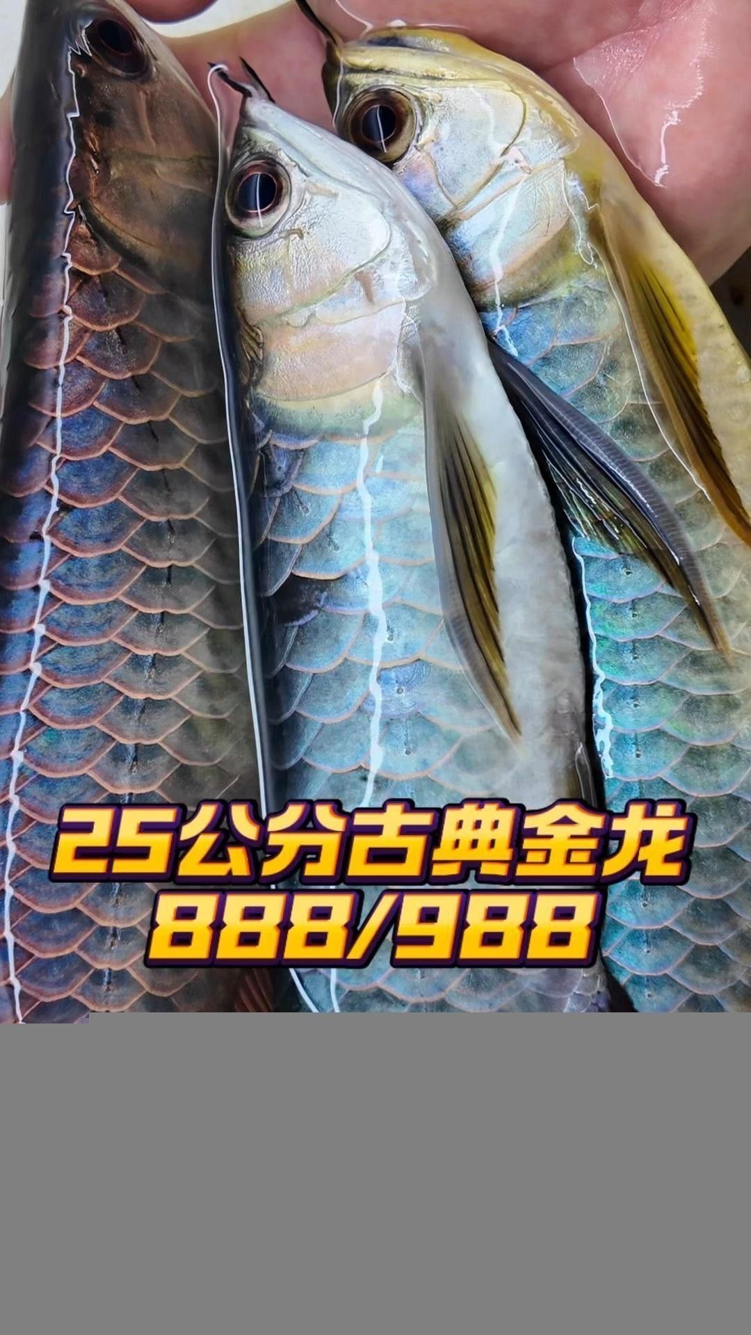 古典金龍的市場價格是多少？