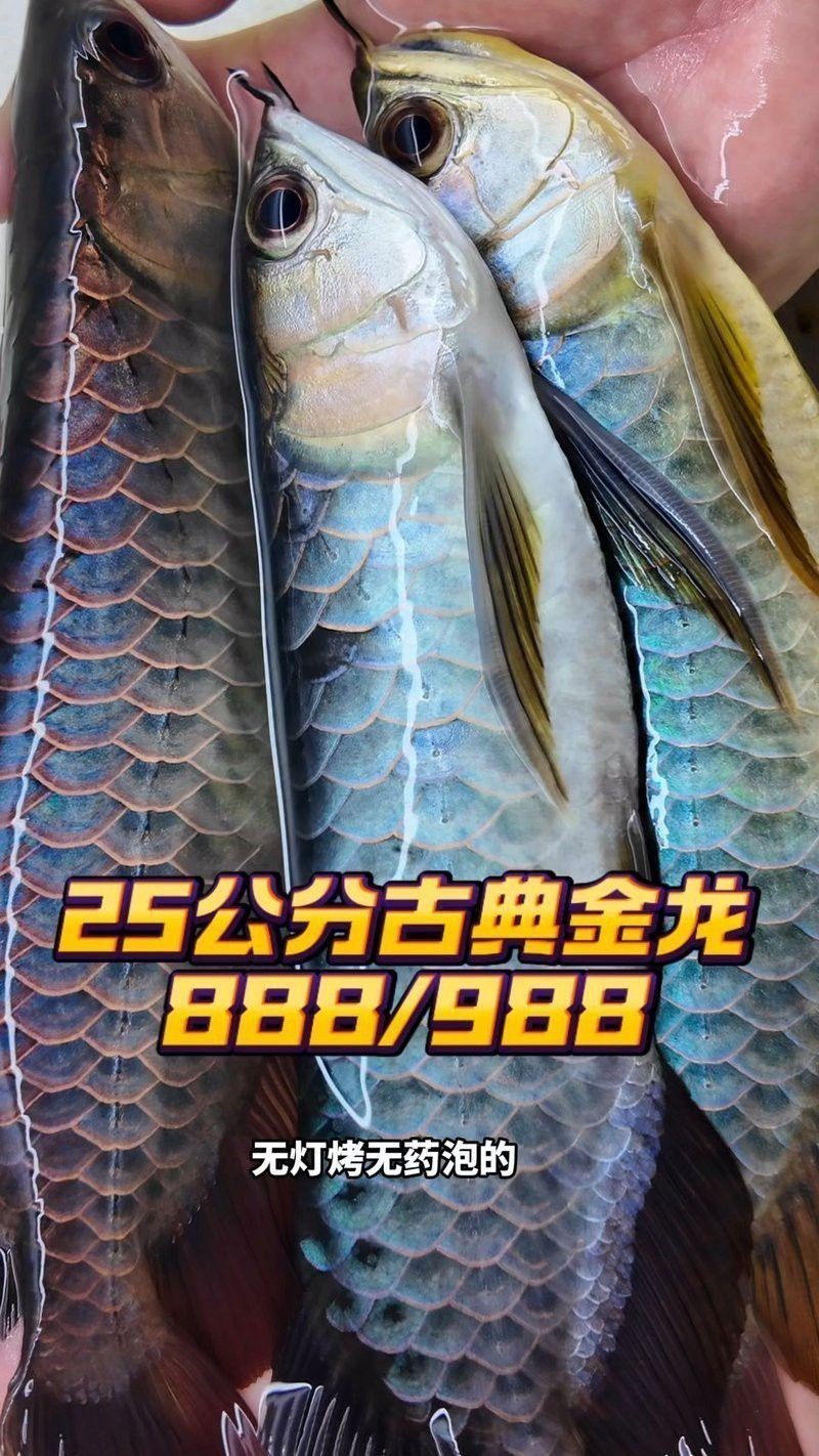 古典金龍的市場價格是多少？