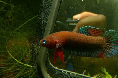 雷龍魚吃啥長得快（雷龍魚吃什么長得快） 雷龍魚吃啥長得快（雷龍魚吃什么長得快） 龍魚百科 第5張