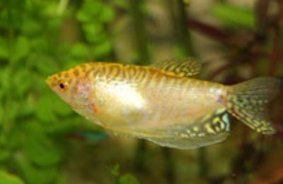 龍魚搖頭張嘴什么情況：龍魚搖頭張嘴可能是由于以下原因引起的