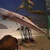 龍魚什么樣子