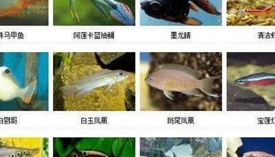 不常見的觀賞魚種類較多以下是一些不常見的觀賞魚種類較多：不常見的觀賞魚種類