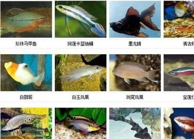 不常見的觀賞魚種類較多以下是一些不常見的觀賞魚種類較多：不常見的觀賞魚種類