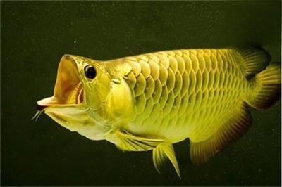 龍魚蒙眼自己能好嗎：如何治療龍魚蒙眼病