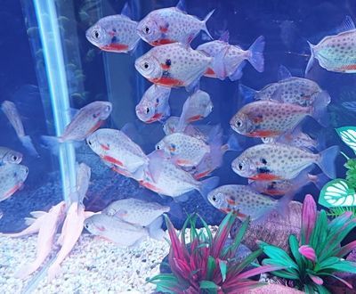 細線銀板魚苗：細線銀板魚苗是一種適合觀賞魚愛好者飼養的魚類