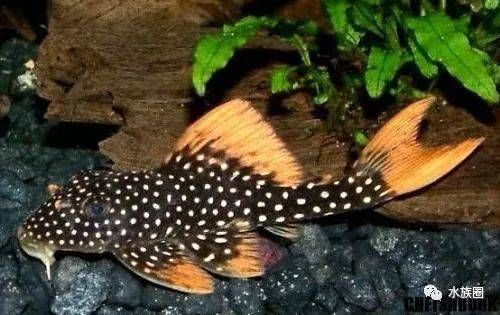 細線銀板魚苗：細線銀板魚苗是一種適合觀賞魚愛好者飼養的魚類