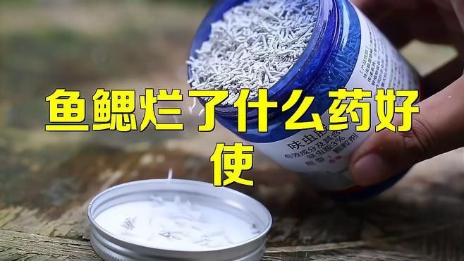 如何治療龍魚的爛鰓病？