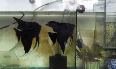 金龍魚和燕魚混養：金龍魚可以和燕魚混養嗎？ 金龍魚和燕魚混養：金龍魚可以和燕魚混養嗎？ 龍魚百科 第2張