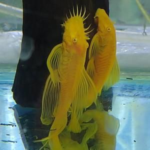 金龍魚和燕魚混養：金龍魚可以和燕魚混養嗎？ 金龍魚和燕魚混養：金龍魚可以和燕魚混養嗎？ 龍魚百科 第1張