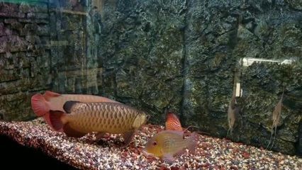 紅龍魚的繁殖過程和注意事項，紅龍魚的繁殖注意事項：紅龍魚的繁殖過程及注意事項