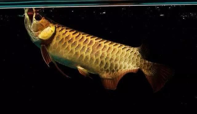 龍魚缸需要一直開燈嗎：龍魚缸不需要一直開燈嗎？