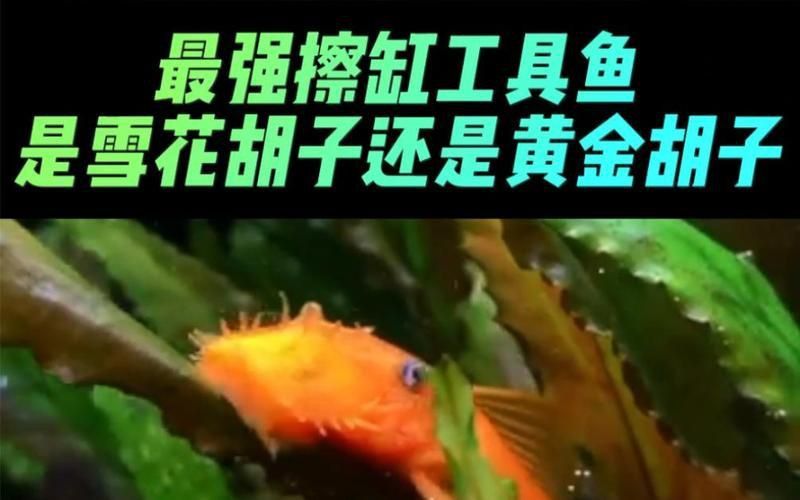 迷彩胡子和雪花胡子哪個(gè)好 迷彩胡子和雪花胡子哪個(gè)好 龍魚百科 第3張