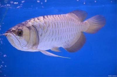 金龍魚品牌的全稱是什么？：金龍魚品牌的全稱 金龍魚品牌的全稱是什么？：金龍魚品牌的全稱 龍魚百科 第2張