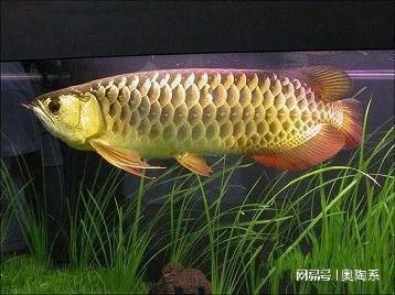金龍魚品牌的全稱是什么？：金龍魚品牌的全稱 金龍魚品牌的全稱是什么？：金龍魚品牌的全稱 龍魚百科 第1張