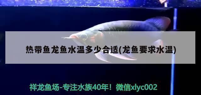 27度養(yǎng)龍魚：龍魚的飼養(yǎng)方法，龍魚的飼養(yǎng)溫度