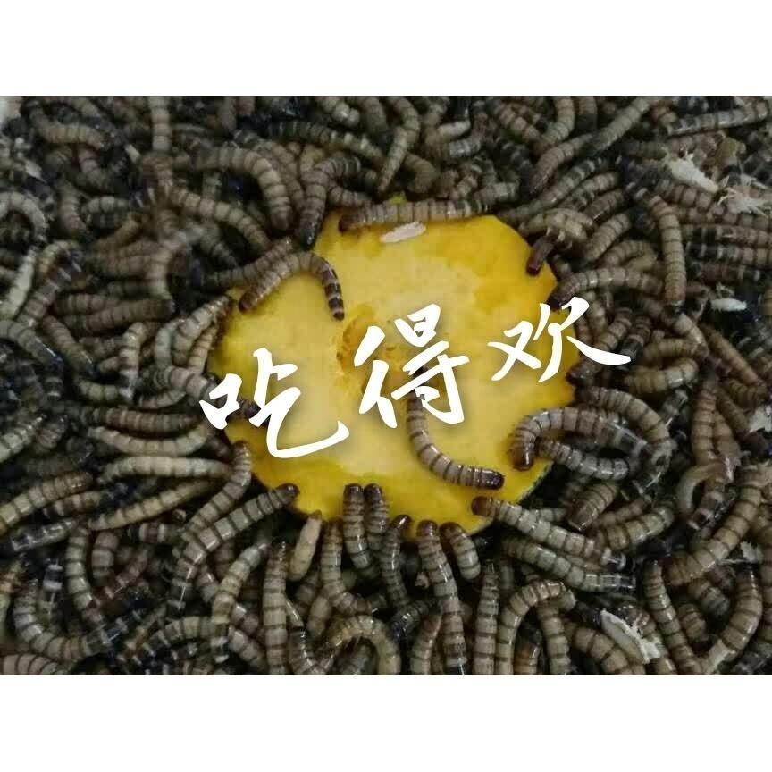 龍魚吃面包蟲不吃蝦的解決方法（龍魚偏食怎么辦）