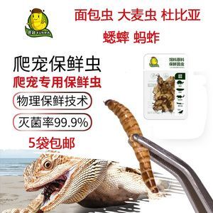 龍魚吃面包蟲不吃蝦的解決方法（龍魚偏食怎么辦）