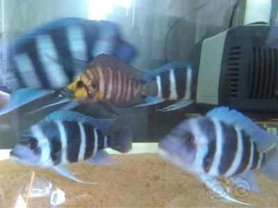 龍魚魚苗好養嗎（龍魚魚苗的飼養方法）