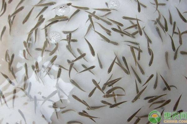 龍魚魚苗好養嗎（龍魚魚苗的飼養方法）