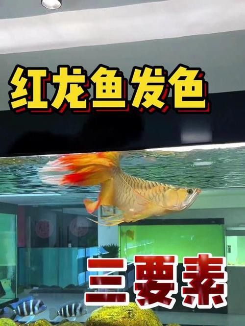 紅龍魚上色秘訣圖解