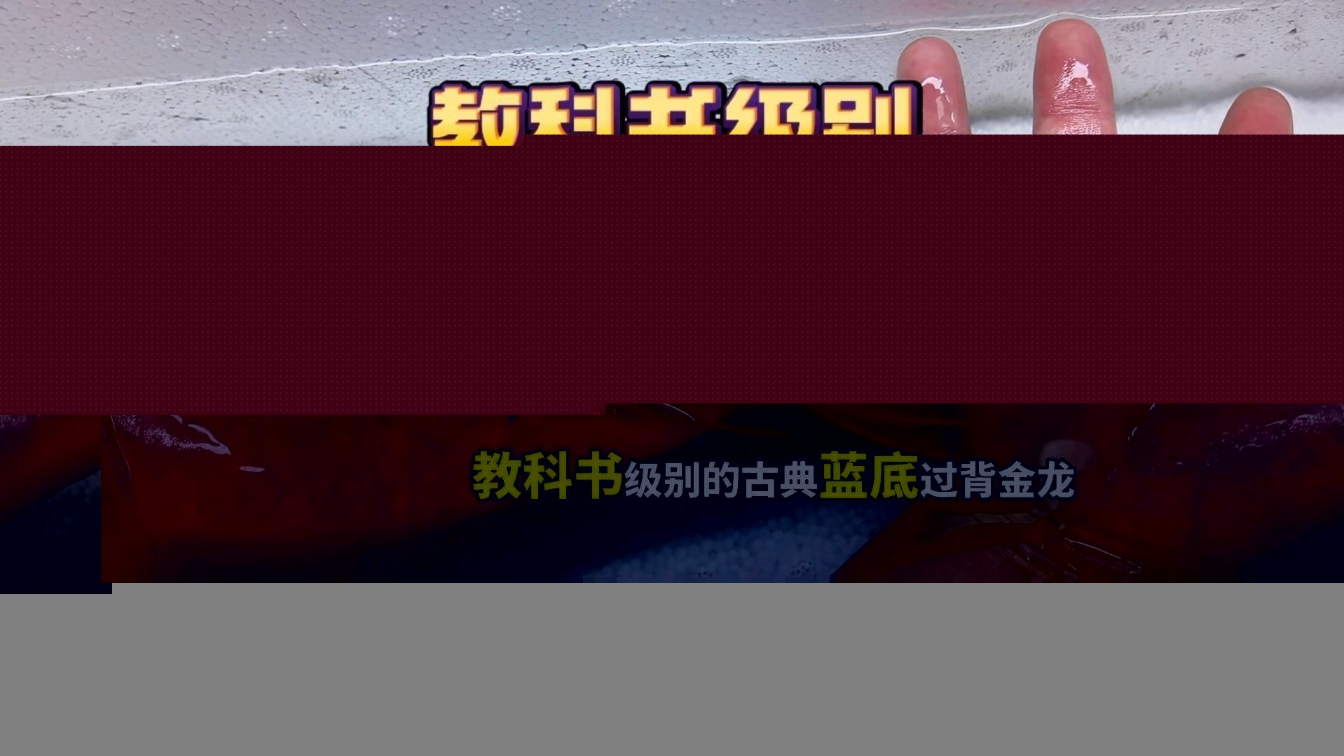 金龍過背的飼養難度大嗎？ 金龍過背的飼養難度大嗎？ 龍魚百科 第4張