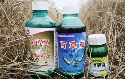 金龍魚中毒了怎么辦：金龍魚中毒怎么辦