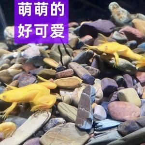 如何讓龍魚改口吃飼料：龍魚改口吃飼料的方法