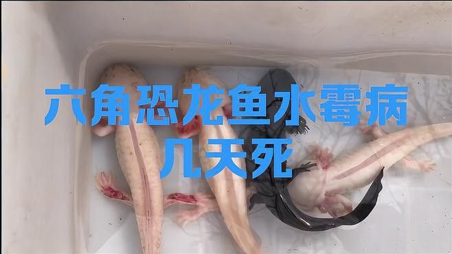龍魚水霉病多久會死