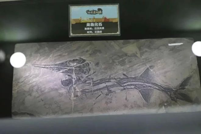 龍魚的選擇與鑒賞論文800字怎么寫的：關于龍魚的選擇與鑒賞