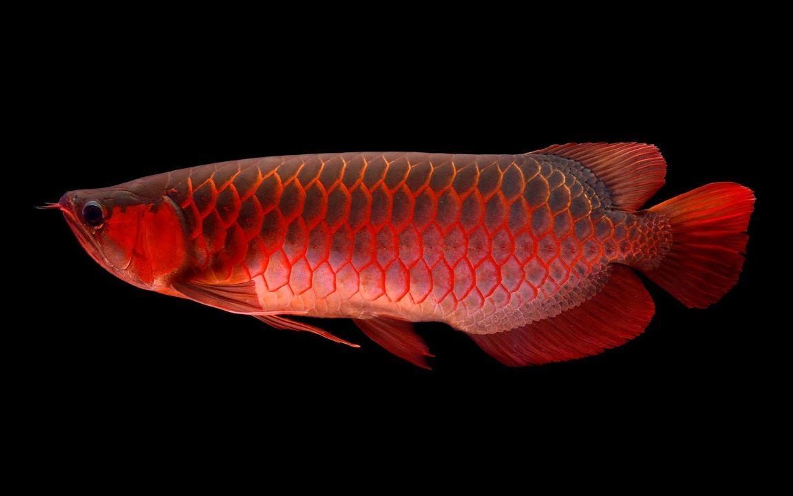 頂級紅龍魚手機壁紙：紅龍魚手機壁紙設計靈感來源